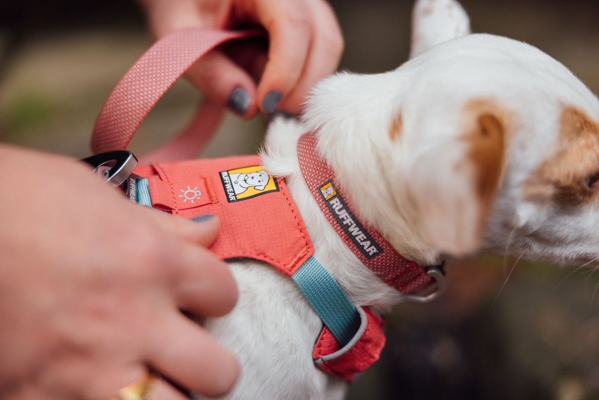 Ruffwear Hi & Light Lightweight Dog Collar | Barks & Bunnies