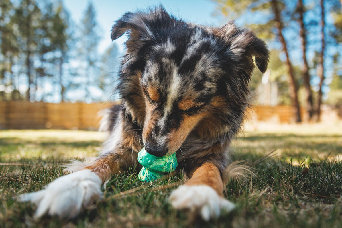 Ruffwear Toadstool Dog Toy, Interactive &amp; Durable | Barks &amp; Bunnies
