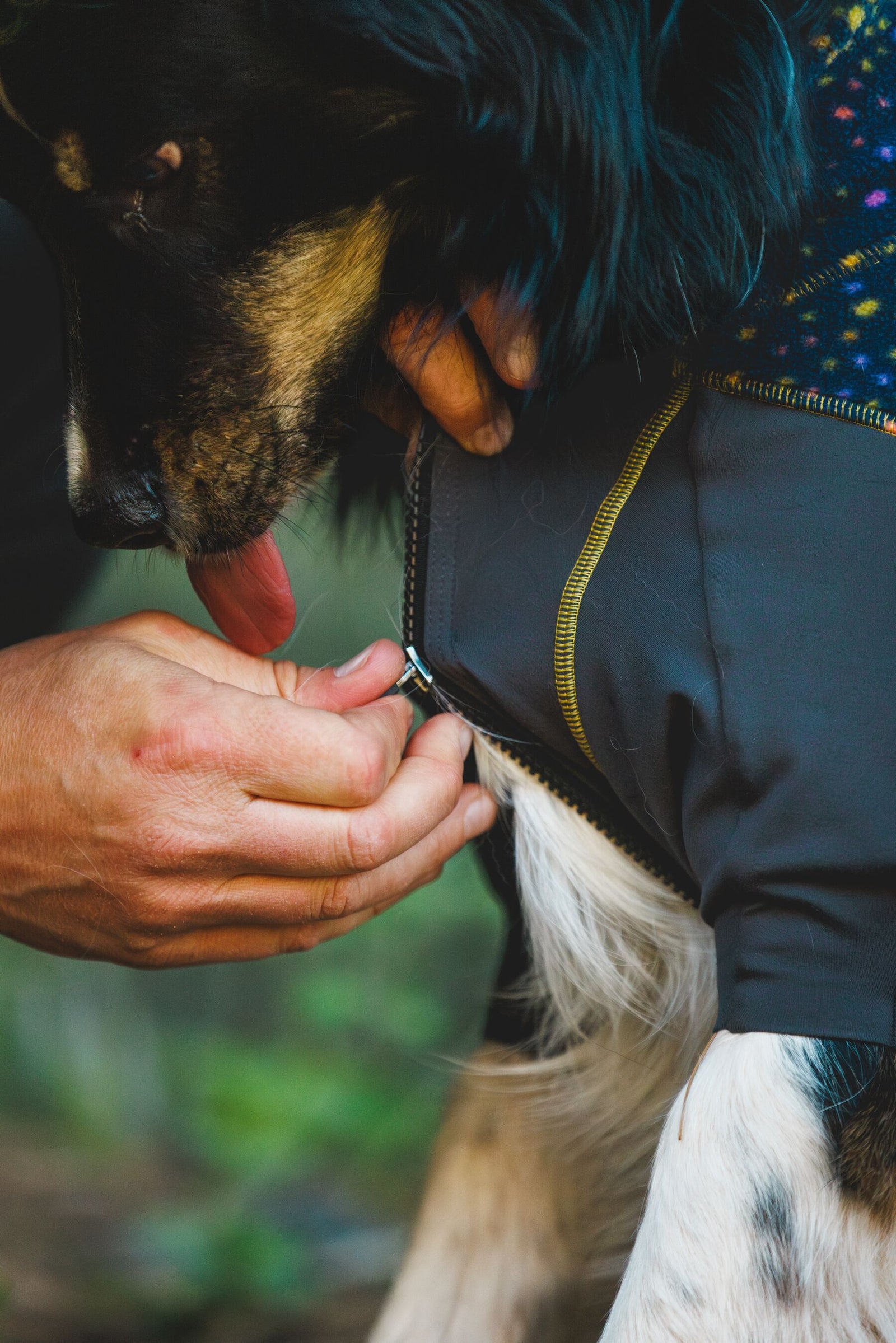 Person fitting the Ruffwear Climate Changer Coverall on a dog outdoors