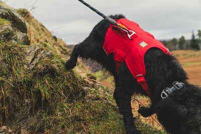 Ruffwear Web Master Harness, Dog Harness with Handle | Barks & Bunnies