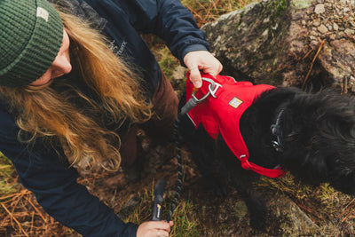 Ruffwear Web Master Harness, Dog Harness with Handle | Barks & Bunnies