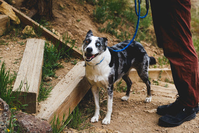 Knot-a-Leash