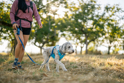 Ruffwear Swamp Cooler Dog Harness Cooling Coat | Barks & Bunnies