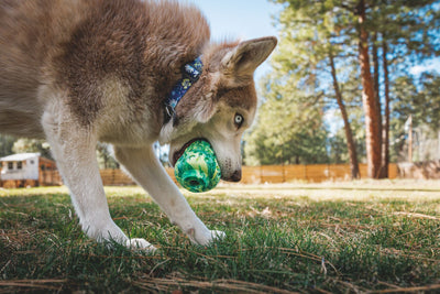 Morel Dog Toy