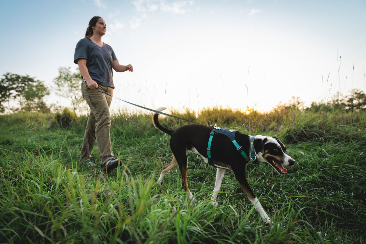 Woman walking a dog on the Ruffwear Hi &amp; Light Dog Lead in Basalt Gray through long grass at golden hour