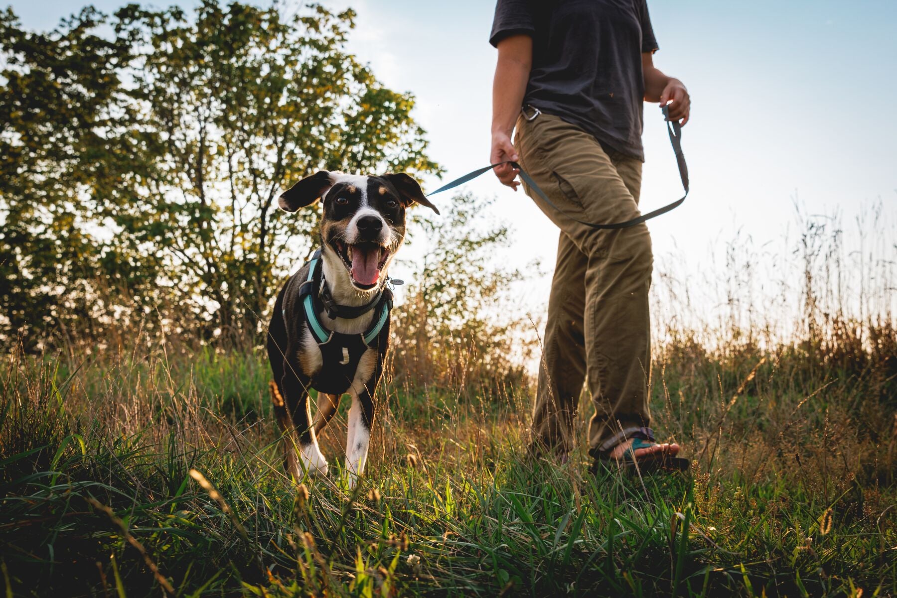 Woman walking a dog on the Ruffwear Hi & Light Dog Lead in Basalt Gray through long grass at golden hour
