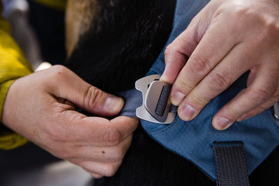 Close-up of a person operating the forged anodised aluminium slide buckle on the Ruffwear Load Up dog car harness in Slate Blue