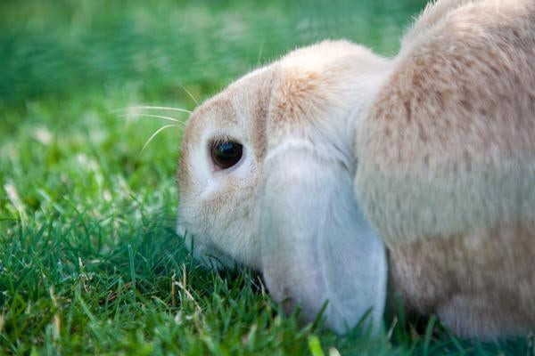 Libby (Quality Control)