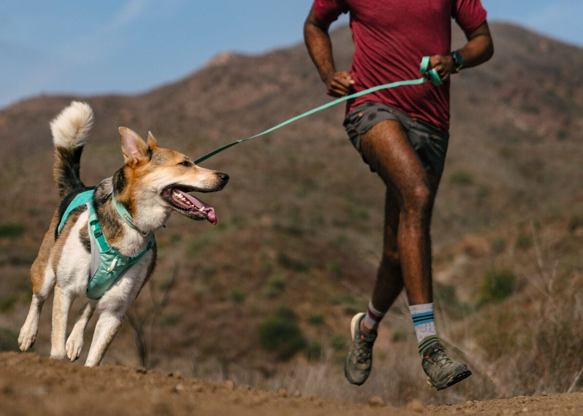 Person running on a trail with a dog wearing a Ruffwear Swamp Cooler Zip harness on the Ruffwear Hi &amp; Light Dog Lead in Sage Green, mountain landscape background