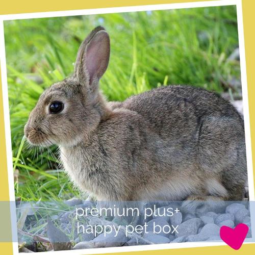 Happy Rabbit Subscription Box Premium PLUS Bunny Box | Barks & Bunnies