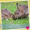 Happy Rabbit Box - Multi