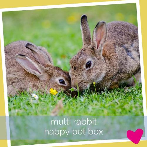 Happy Rabbit Box - Multi