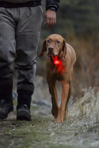 Ruffwear The Beacon Dog Safety Light USB Rechargable | Barks &amp; Bunnies