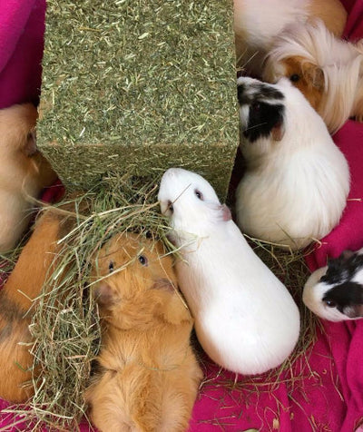 Rosewood I Love Hay Cube for Rabbits & Small Animals | Barks & Bunnies