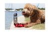 DOOG 3 in 1 Water Bottle & Bowl For Dogs | Barks & Bunnies
