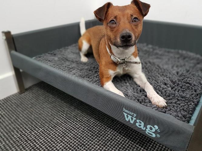 Henry Wag Microfibre Noodle Pet Mat for Dogs &amp; Pets | Barks &amp; Bunnies