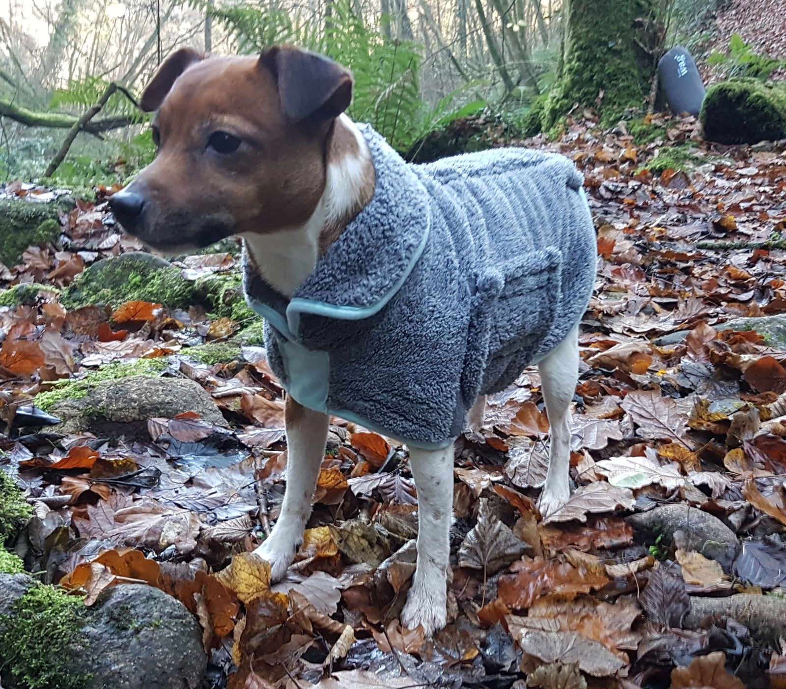 Henry Wag Microfibre Dog Drying Coat | Barks & Bunnies