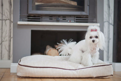 Bowl & Bone Republic Deco Cushion Sapphire, Dog Bed | Barks & Bunnies