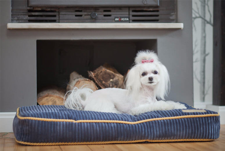 Bowl &amp; Bone Republic Deco Cushion Amber, Dog Bed | Barks &amp; Bunnies