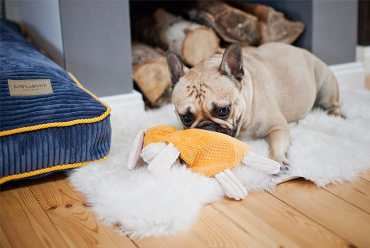 Bowl & Bone Republic Deco Cushion Sapphire, Dog Bed | Barks & Bunnies
