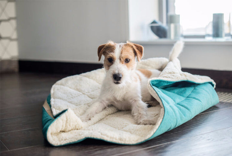 Bowl &amp; Bone Republic Dreamy Bed Mint, Cave Dog Bed | Barks &amp; Bunnies