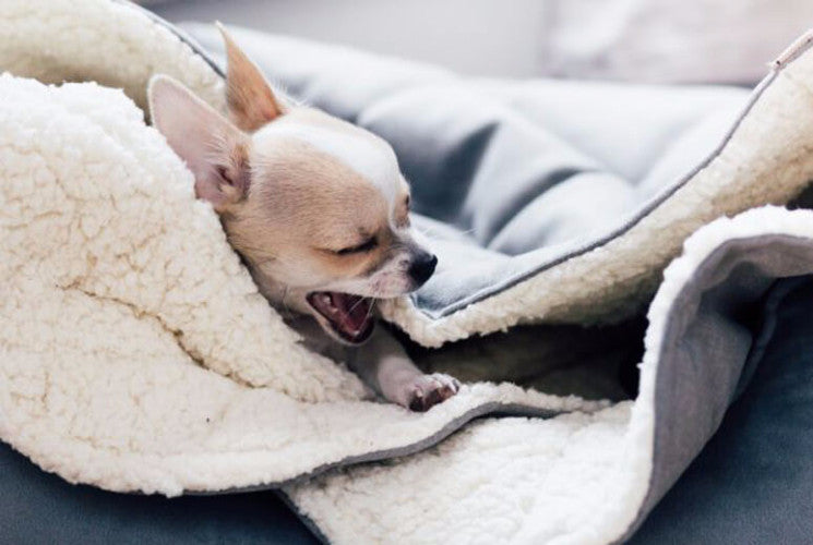 Bowl &amp; Bone Republic Dreamy Bed Silver, Dog Bed | Barks &amp; Bunnies