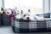 Bowl & Bone Republic Scott Bed Grey, Dog Bed | Barks & Bunnies