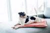 Bowl & Bone Republic Loft Mat Graphite, Travel Dog Bed | Barks & Bun..