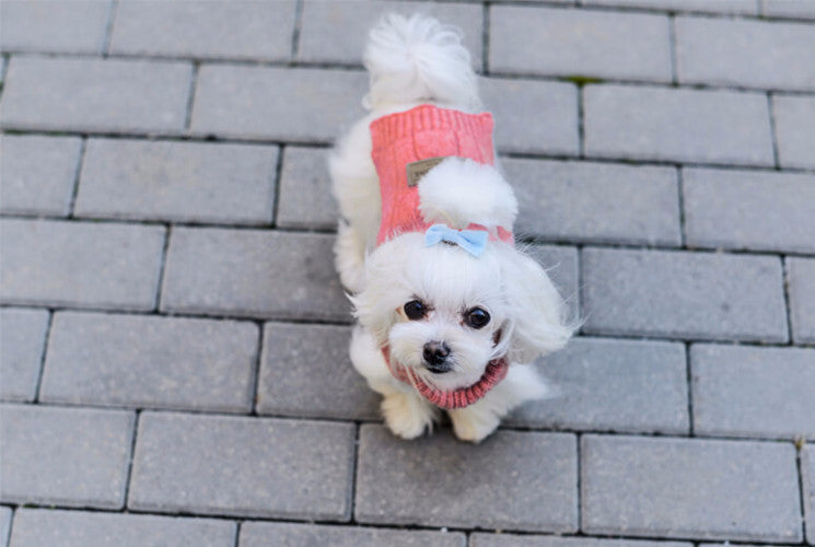 Bowl & Bone Aspen Pullover Grey, Warm Wool Dog Coat | Barks & Bunnies