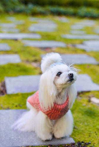 Bowl &amp; Bone Aspen Pullover Pink, Warm Wool Dog Coat | Barks &amp; Bunnies