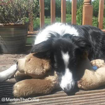 Fluff &amp; Tuff Sadie Bear, Durable Plush Dog Toys | Barks &amp; Bunnies