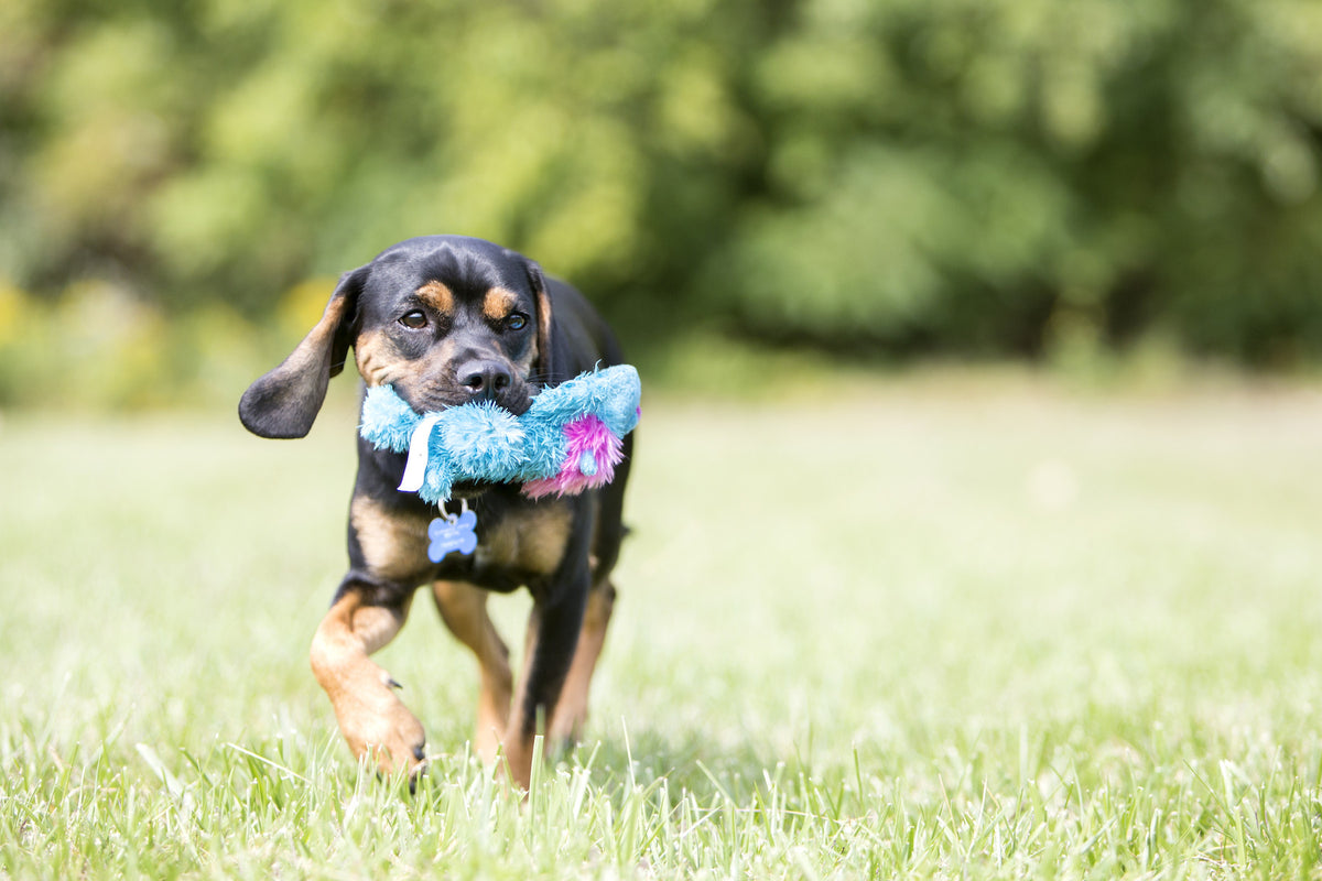 Kong Cozies Dog Toys, Plush Dog & Puppy Toy | Barks & Bunnies