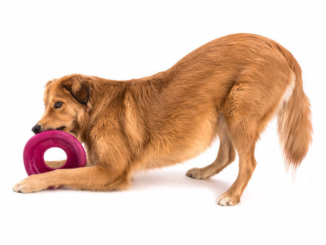 Zogoflex Air Dash, Zogoflex Dog Toys UK Stockist  | Barks & Bunnies