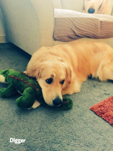 Fluff & Tuff Big Daddy Gator XL, Durable Plush Dog Toys | Barks & Bunnies