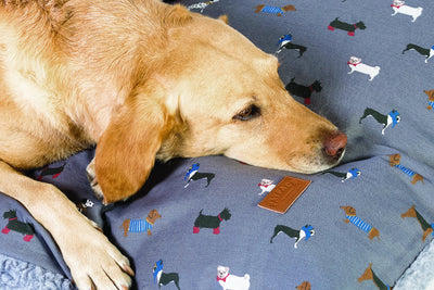 Fat Face Marching Dogs Deep Duvet Dog Bed by Danish Design | Barks & Bunnies