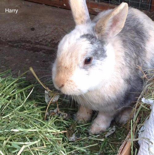 Friendship Estates Friendly Readigrass for Rabbits | Barks &amp; Bunnies