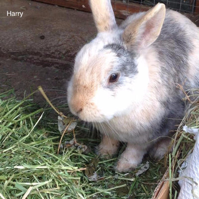 Friendship Estates Friendly Readigrass for Rabbits | Barks & Bunnies