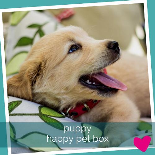 Best Puppy Subscription Box UK by Barks & Bunnies | Order Today