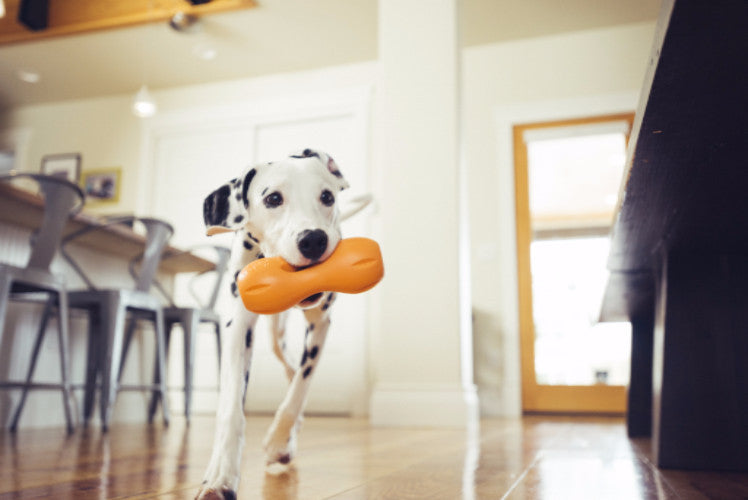 Zogoflex Qwizl, Interactive Extra tough Dog Toy UK | Barks &amp; Bunnies