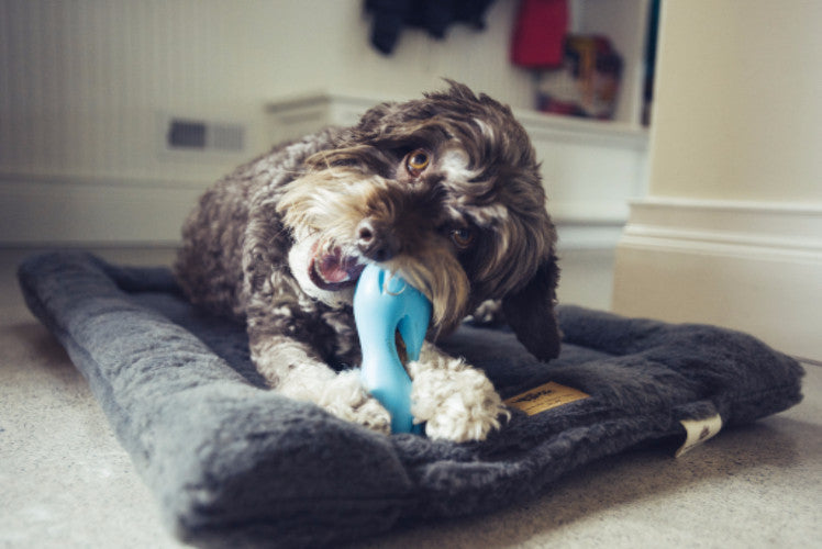 Zogoflex Qwizl, Interactive Extra tough Dog Toy UK | Barks &amp; Bunnies