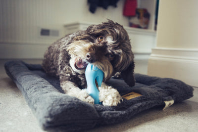 Zogoflex Qwizl, Interactive Extra tough Dog Toy UK | Barks & Bunnies