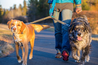 Ruffwear Double Track Couple, lead attachment to walk two dogs | Barks & Bunnies