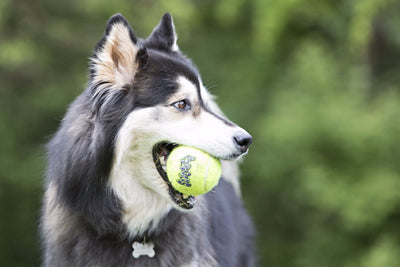Kong Squeakair Tennis Balls, Kong Dog Toys UK | Barks & Bunnies