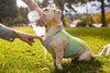 Swamp Cooler Zip Dog Cooling Vest | Barks & Bunnies