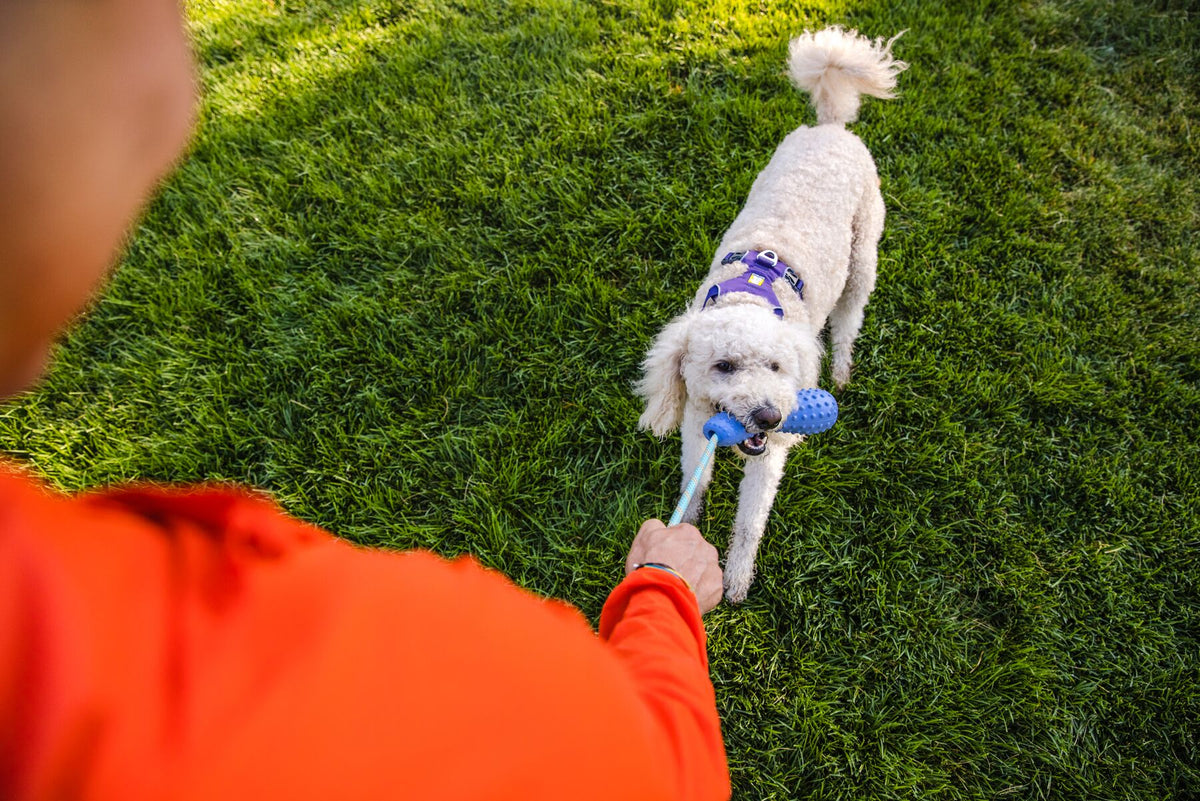 Ruffwear Gourdo, Fetch Dog Toy | Barks &amp; Bunnies