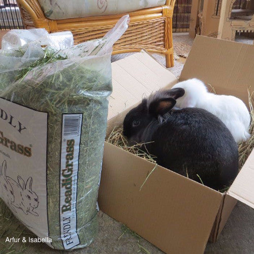 Friendship Estates Friendly Readigrass for Rabbits | Barks &amp; Bunnies