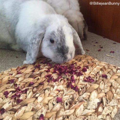The Hay Experts Rose Petals, Treats for Rabbits | Barks & Bunnies