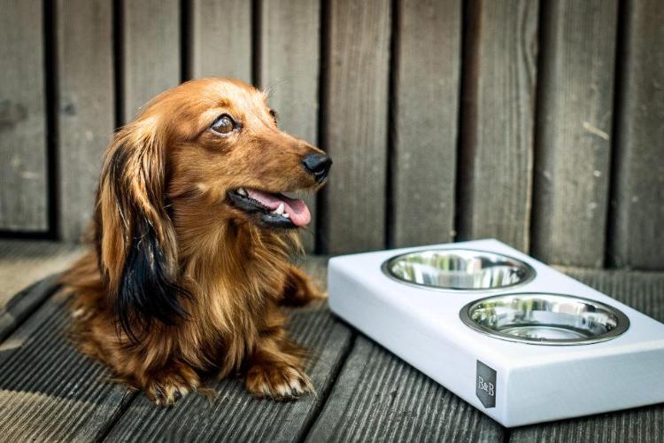 Bowl & Bone Republic DUO Jasmine Handmade Dog Bowl | Barks & Bunnies
