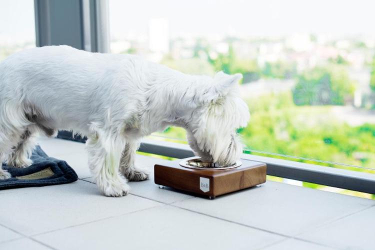 Bowl & Bone Republic SOLO Amber, Dog Bowl | Barks & Bunnies