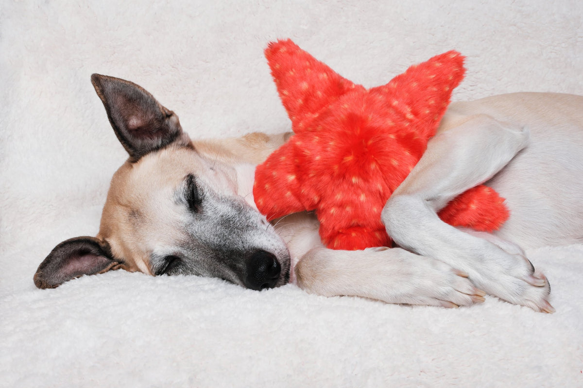 Fluff &amp; Tuff Ziggy Starfish, Durable Plush Dog Toys | Barks &amp; Bunnies